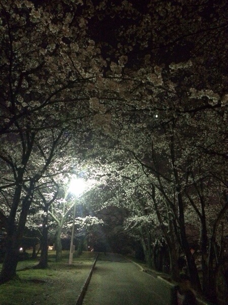 春日井 小牧 床屋 夜桜写真